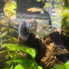 国産グッピー MIX 稚魚~幼魚~若魚 10
匹 ご希望あればおまけ付きの画像