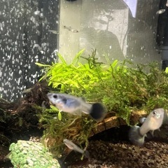 国産グッピー MIX 稚魚~幼魚~若魚 10
匹 ご希望あればおまけ付きの画像