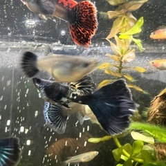 国産グッピー MIX 稚魚~幼魚~若魚 10
匹 ご希望あればおまけ付きの画像