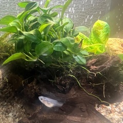 国産グッピー MIX 稚魚~幼魚~若魚 10
匹 ご希望あればおまけ付きの画像