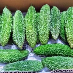 ゴーヤー3本🥒🥒🥒250円‼️の画像