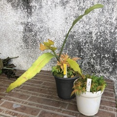 姫月下美人　観葉植物の画像