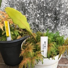 姫月下美人　観葉植物の画像