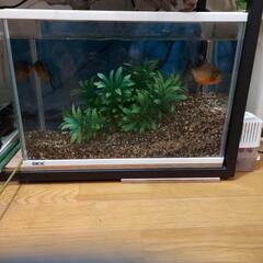水槽とピラニアナッテリー二匹目測で7～8センチです。の画像