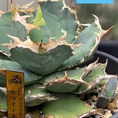 🟣写真更新🟣アガベ  【ホワイトホーク】②🍀OC子株の画像
