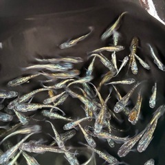 メダカ　ネプチューンの画像