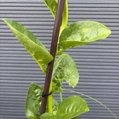 無農薬夏野菜の画像