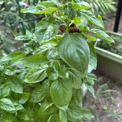 無農薬夏野菜の画像