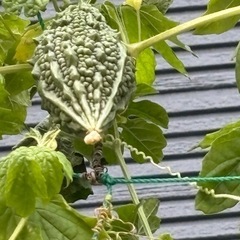 無農薬夏野菜の画像