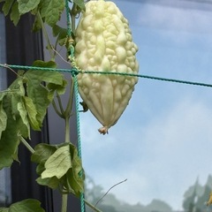 無農薬夏野菜の画像