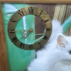 値下げ　インテリア  レトロ立体ねこ の画像