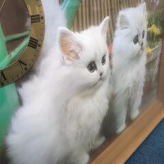 値下げ　インテリア  レトロ立体ねこ の画像
