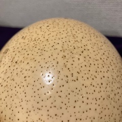 ダチョウの卵　インテリア　卵アート用の画像