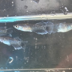 めだか　変わりフロマージュ　5匹の画像