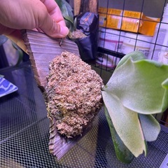 ビカクシダ　ウィリンキー　ボゴールの画像