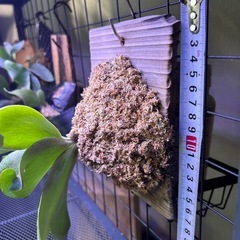 ビカクシダ　ウィリンキー　ボゴールの画像