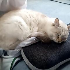 迷子猫探しています。