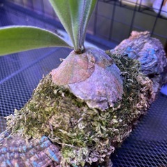 ビカクシダ　ケンイチの画像