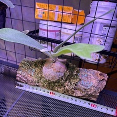 ビカクシダ　ケンイチの画像