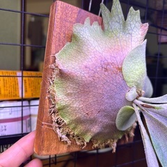 ビカクシダ　ウィリンキーの画像