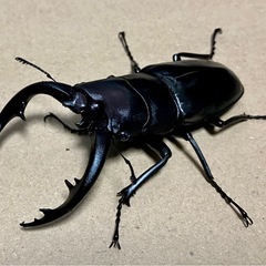 お盆子ども価格　アマミノコギリクワガタ　の画像