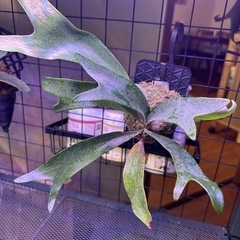 ビカクシダ　ケンイチの画像