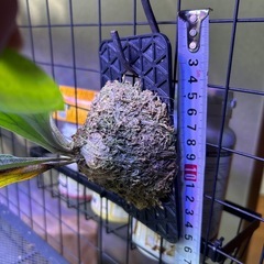 ビカクシダ　ケンイチの画像