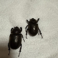 国産カブトムシペア＋1メスの画像