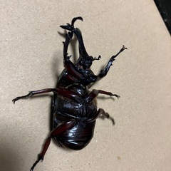 国産カブトムシ　赤系種親 74×48の画像