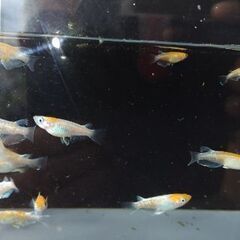 メダカ　【豆紅エボリューション】　10匹の画像