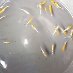 メダカ　【豆紅エボリューション】　10匹の画像