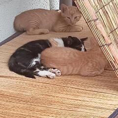 母猫が子猫を連れて来ました!