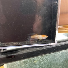 ハイビスカスの稚魚の画像