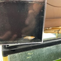 ハイビスカスの稚魚の画像