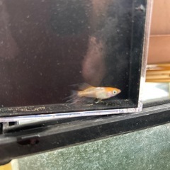 ハイビスカスの稚魚の画像