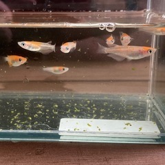 小町メダカ10匹で500円の画像