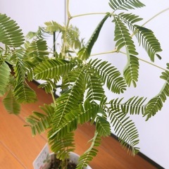 【無料】おじぎ草🌱の画像