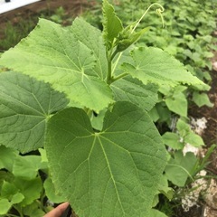 きゅうり苗（接木済み）の画像