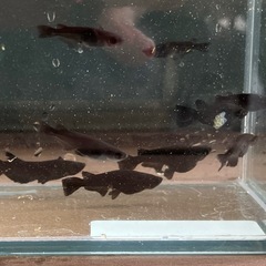 オロチメダカ10匹で500円の画像