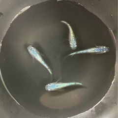 メダカ　ネプチューンの画像