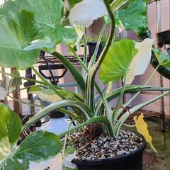 斑入りクワズイモ(特大株)　観葉植物の画像