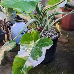 斑入りクワズイモ(特大株)　観葉植物の画像