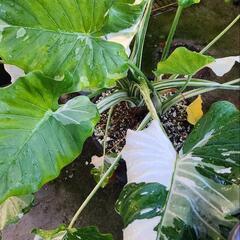 斑入りクワズイモ(特大株)　観葉植物の画像
