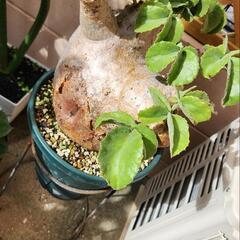 キフォステンマ・マクロプス現地球(特大株)　塊根植物の画像