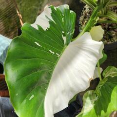 斑入りクワズイモ(特大株)　観葉植物の画像
