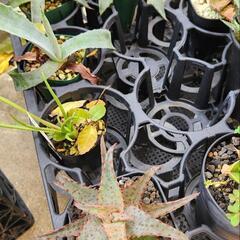 トレー内全部まとめて　アガベ　アロエ　多肉植物の画像