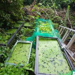 水草、アマゾンピコット、マツモ、アナカリスの画像