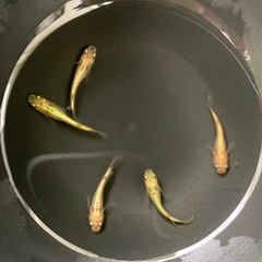 メダカ　サンシャインの画像