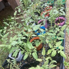 秋トマトに✨中玉トマト🍅 リコピンポンわき芽苗🌱