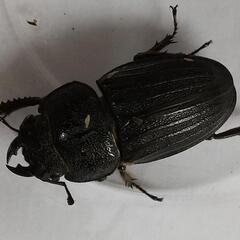 スジブトヒラタクワガタ　徳之島産の画像